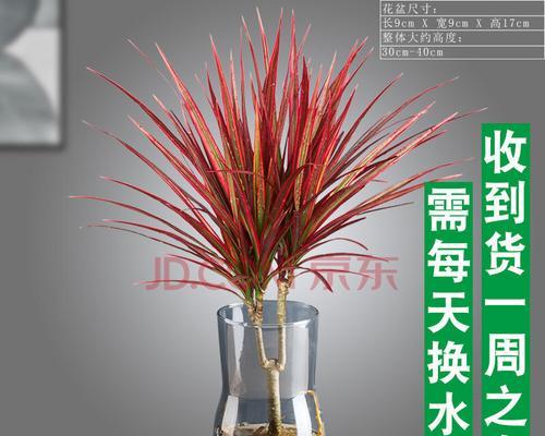 七彩铁浇水频率是多少？如何正确浇水？
