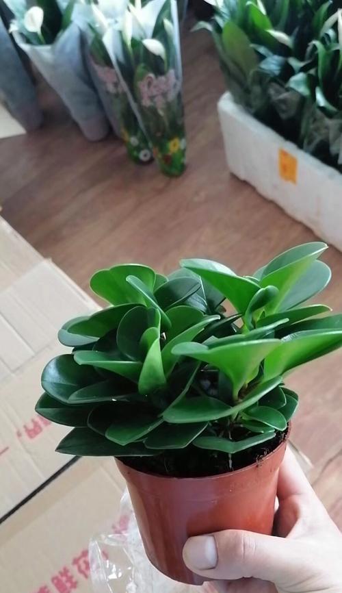 七彩铁的根系是否发达？如何促进其健康成长？