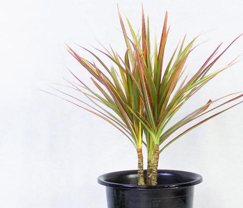 七彩铁一年能长多高？种植七彩铁需要注意什么？