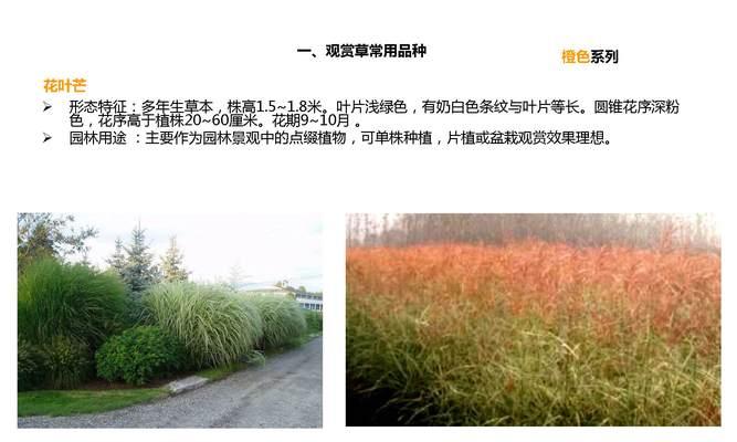 七彩叶怎么养殖方法？有哪些注意事项？