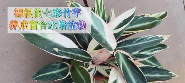 七彩竹芋好养吗？养殖方法和养护要点有哪些？