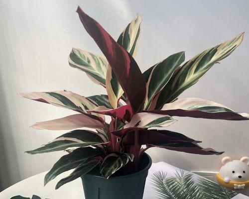 七彩竹芋好养吗？养殖方法和养护要点有哪些？