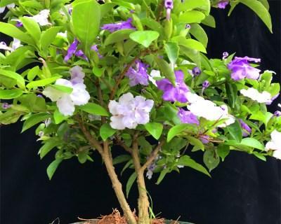 七彩茉莉开花时间是什么时候？如何正确养护以促进开花？