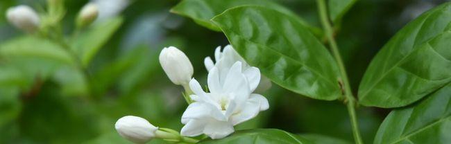 七彩茉莉开花时间是什么时候？如何正确养护以促进开花？