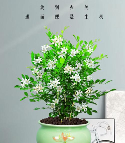 七里香的养殖方法是什么？养殖过程中需要注意哪些事项？