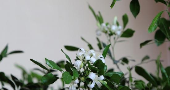 七里香冬天会冻死吗？如何在寒冷季节保护七里香？