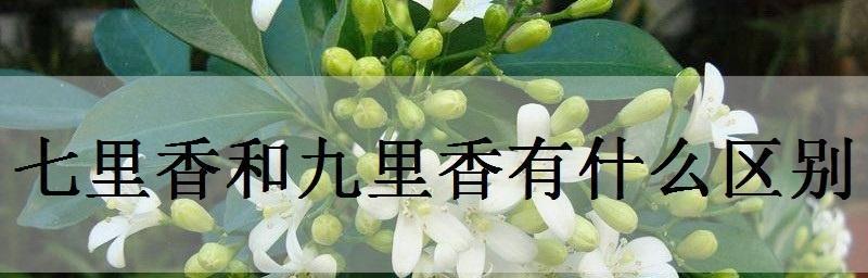 七里香多久浇一次水？如何正确养护？