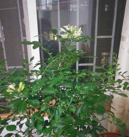 七里香多久开花一次？如何正确养护以促进开花？