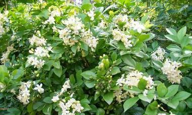 七里香多久开花一次？如何正确养护以促进开花？