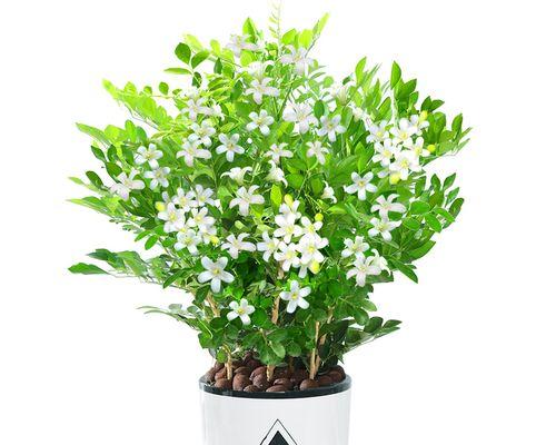 七里香多久开花一次？如何正确养护以促进开花？