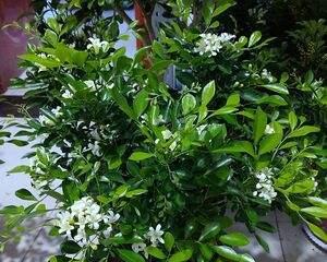 七里香好养吗？养殖方法和养护要点是什么？