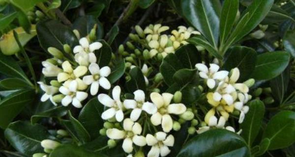 七里香花期是什么时候？如何正确识别和欣赏七里香的花期？