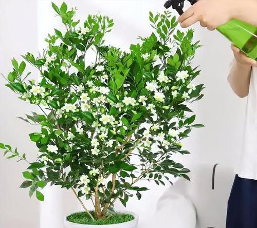 七里香的开花周期是多久？一年能开几次花？