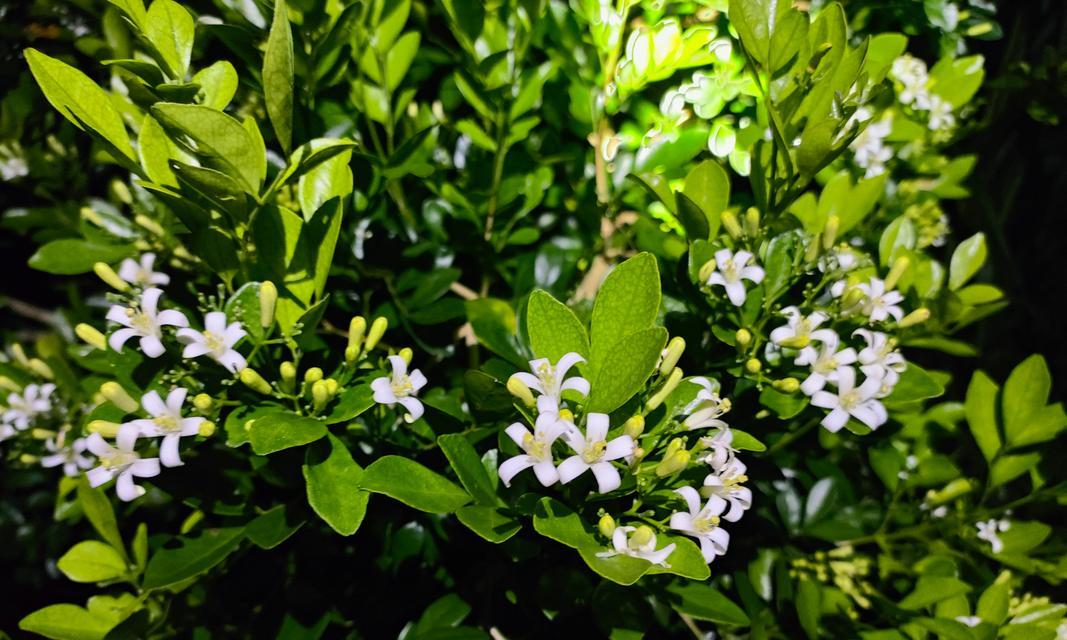 七里香是什么植物？它有哪些独特之处和用途？
