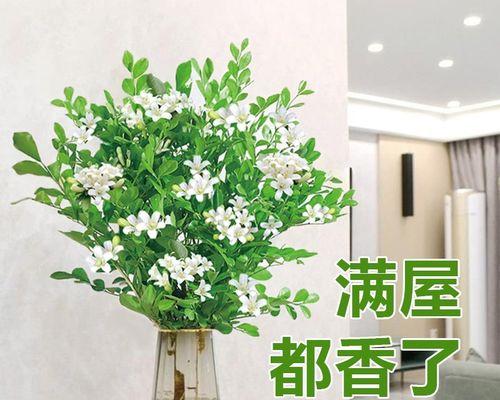 七里香水培与土培哪种更适合？优缺点对比分析？