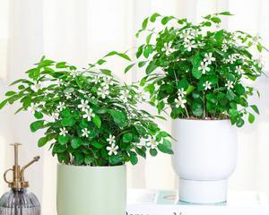 七里香水培与土培哪种更适合？优缺点对比分析？