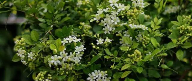 七里香一年开几次花？如何确保其正常开花周期？