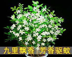 七里香有毒性吗？室内养护需要注意什么？