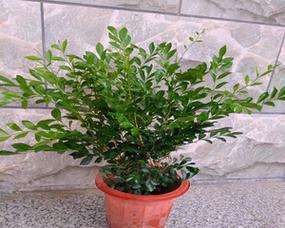 七里香有毒吗？能在家里安全种植吗？
