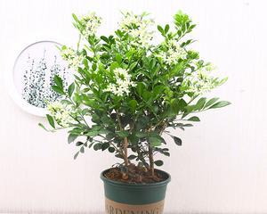七里香有毒吗？能在家里安全种植吗？