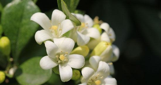 七里香有毒吗？能在家里安全种植吗？