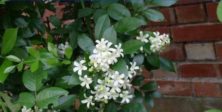 七里香开花秘诀是什么？如何正确养护以促花？