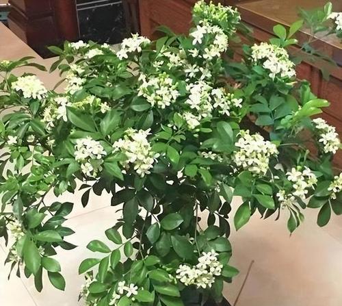 七里香开花秘诀是什么？如何正确养护以促花？