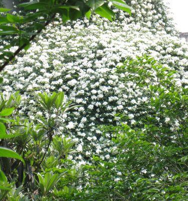 七里香开花秘诀是什么？如何正确养护以促花？