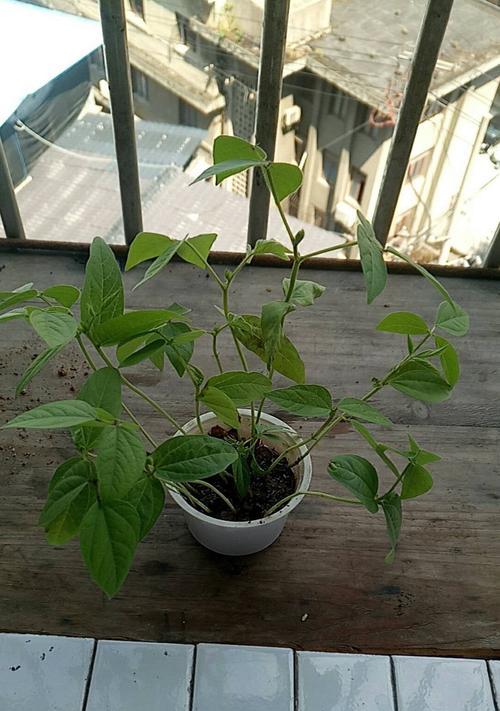 七色花生长在哪里？七色花的生长环境有哪些特点？