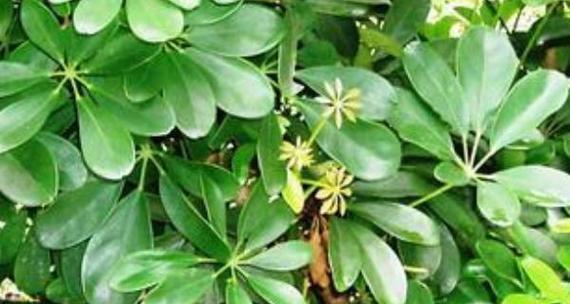 七叶莲养殖需要注意什么？如何正确养殖七叶莲？