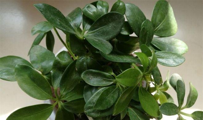 七叶莲会开花吗？开花时的形态特征是什么？