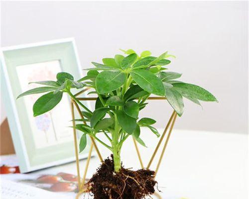 七叶莲会开花吗？开花时的形态特征是什么？