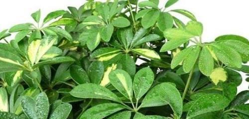七叶莲枯萎了怎么办？如何有效拯救和预防？