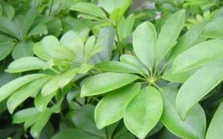 七叶莲烂叶子怎么办？找出原因并解决！