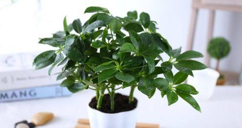 七叶莲室内养殖可行吗？需要注意什么？