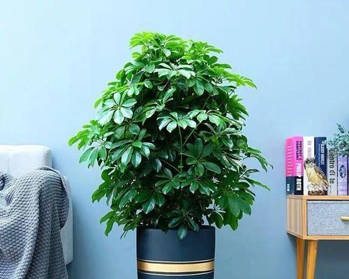 七叶莲喜阴还是喜阳？如何正确养护七叶莲？