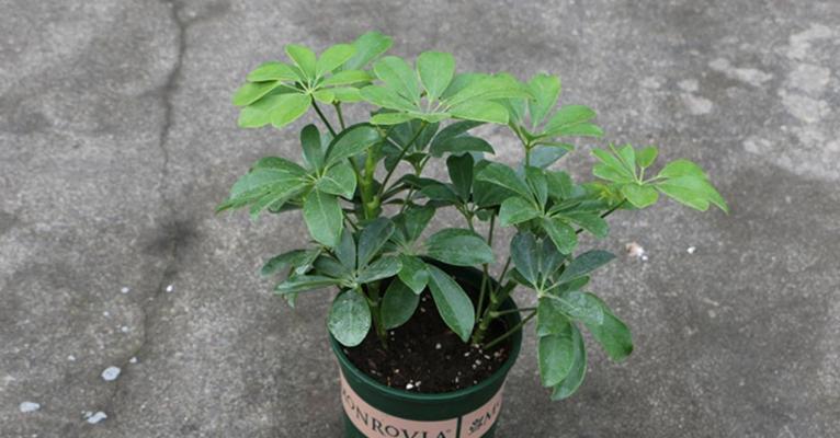 七叶莲养几棵合适？家里种植七叶莲的数量建议是什么？