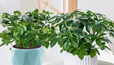 七叶莲养几棵合适？家里种植七叶莲的数量建议是什么？