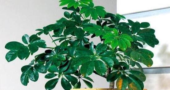 七叶莲养几棵合适？家里种植七叶莲的数量建议是什么？