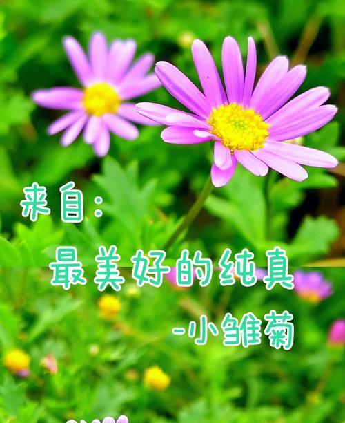 雏菊代表什么？花语和象征意义有哪些？