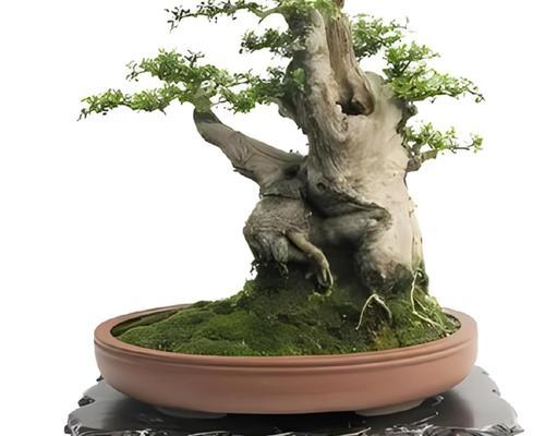 盆栽树桩多久浇水一次最合适？