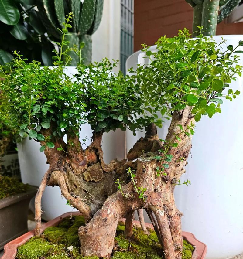 盆栽树桩多久浇水一次最合适？