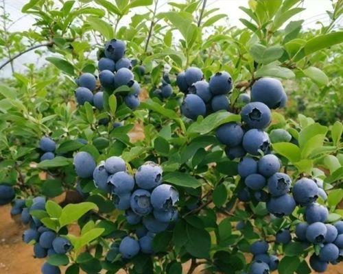 蓝莓盆栽栽培基质多久更换一次效果最佳？