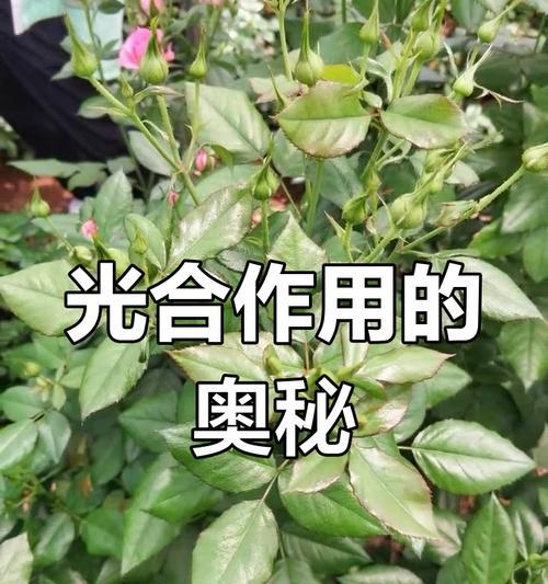 绿色植物光反应发生在哪个部位？