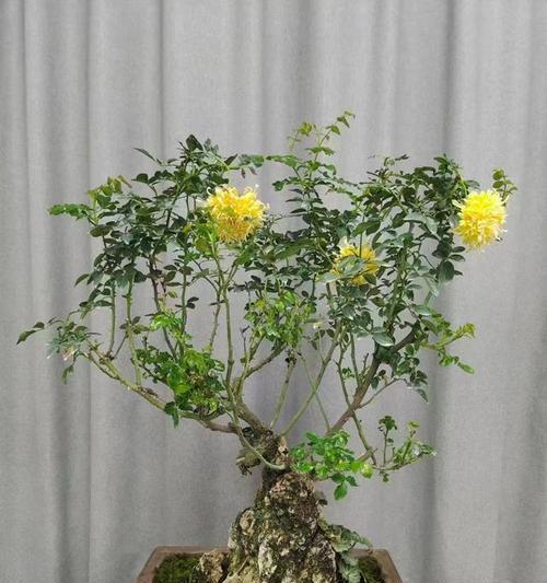 晋中地区树状盆栽月季的最佳种植时间是什么时候？