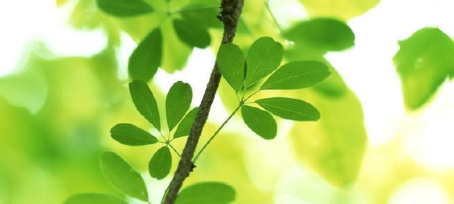 绿色植物护眼知识涉及哪些方面？