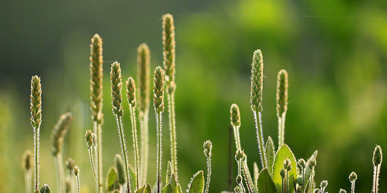 绿色植物护眼知识涉及哪些方面？