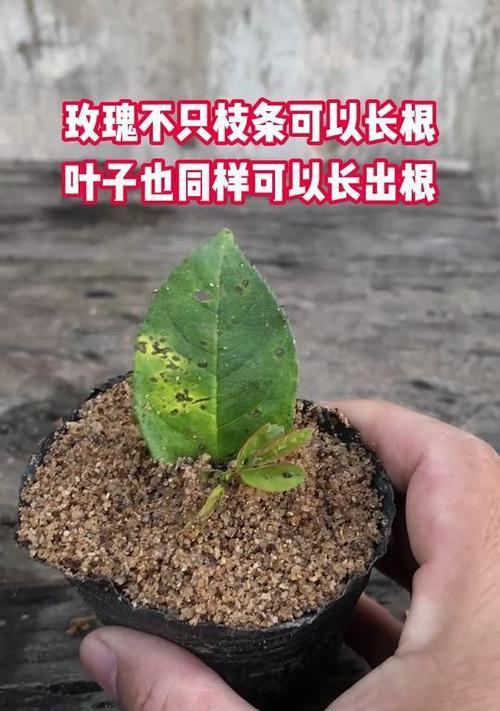 哪种植物的叶子像玫瑰花？