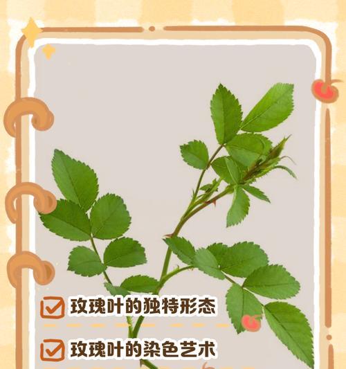 哪种植物的叶子像玫瑰花？