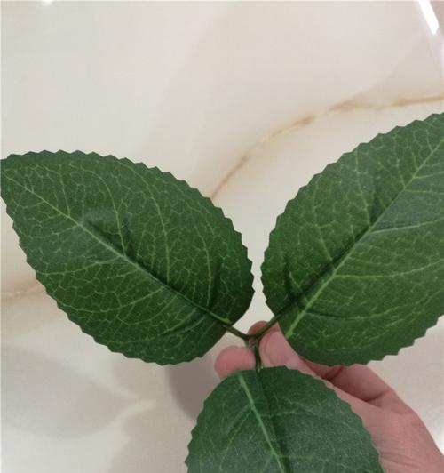 哪种植物的叶子像玫瑰花？